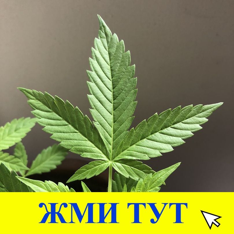 Купить наркотики в Гусиноозёрске